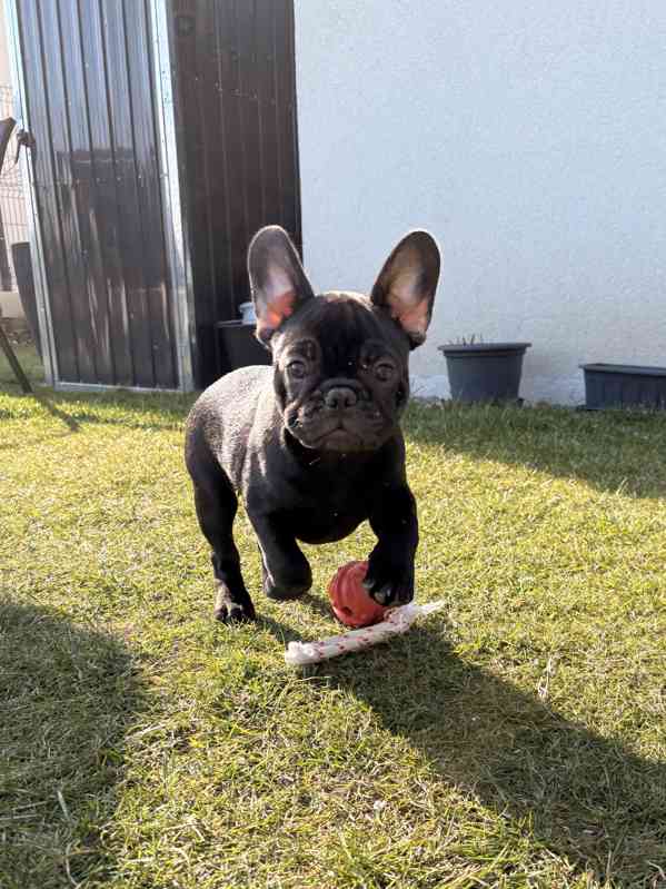 Francouzský buldoček štěňata s PP - foto 1