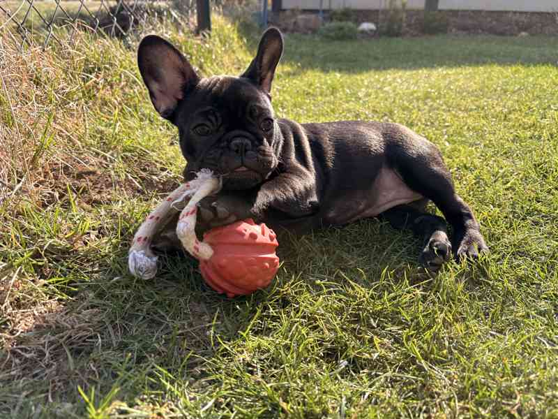 Francouzský buldoček štěňata s PP - foto 4