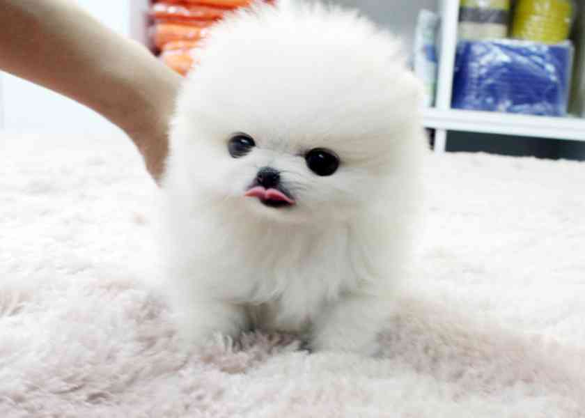 Pomeranian Mini