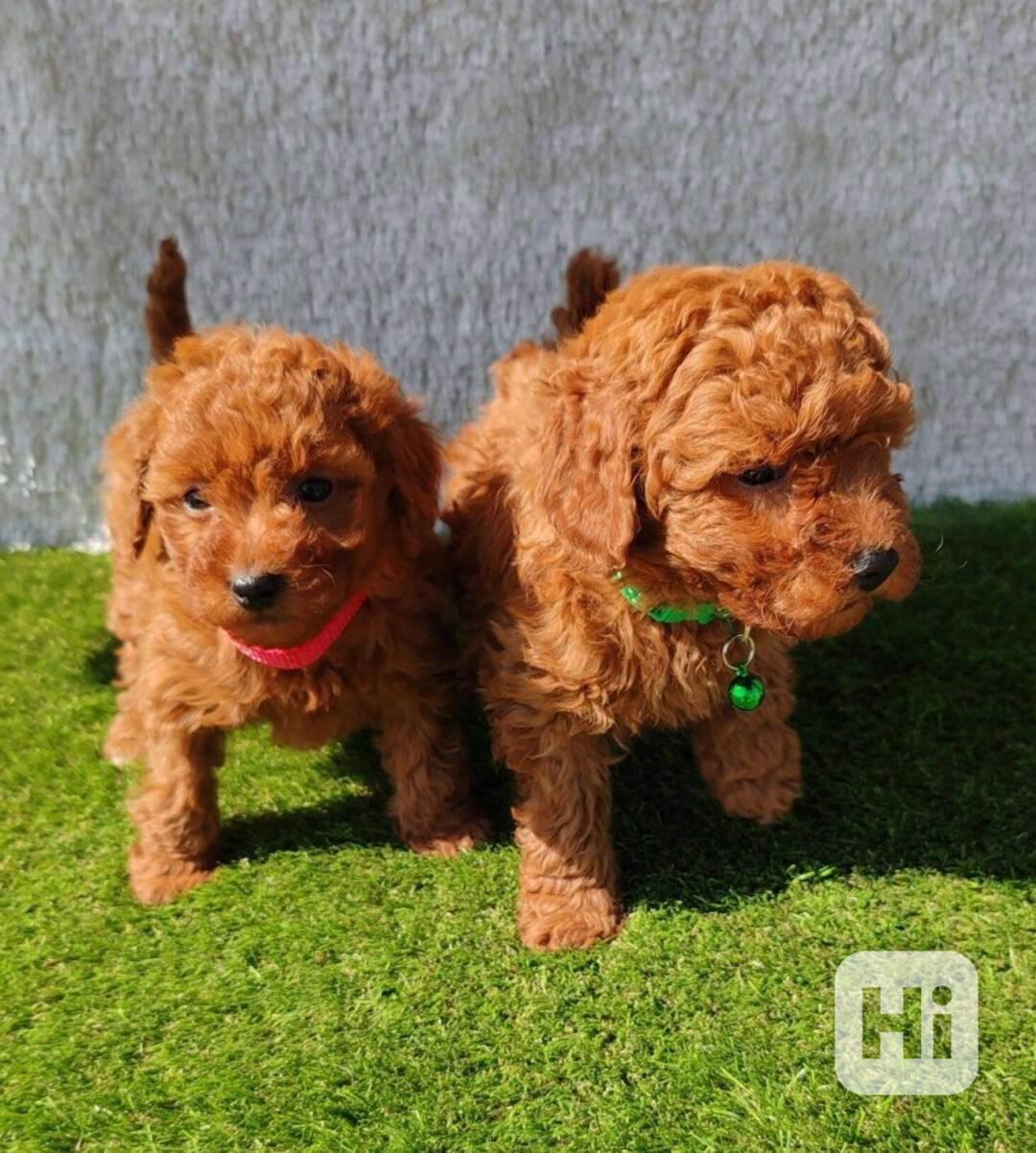 štěňátka pudl k adopci zdarma - foto 1