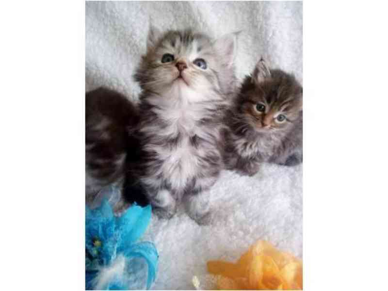Maine Coon koťátka  - foto 1