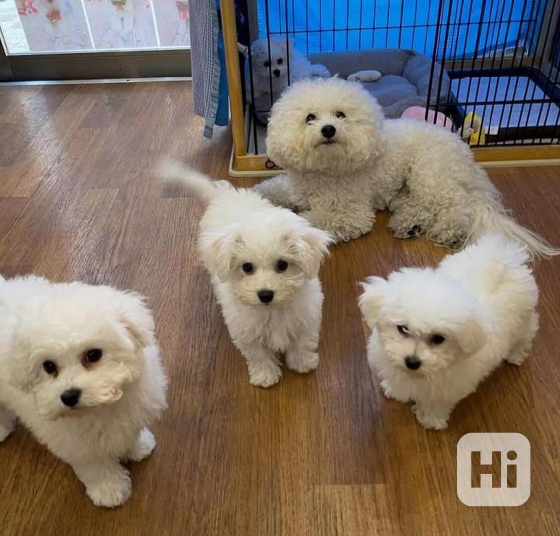 Prodám štěňata bišonka. - foto 1