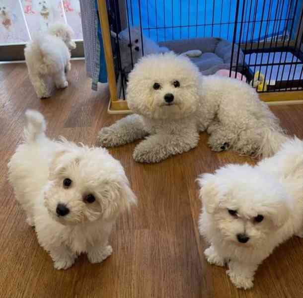 Prodám štěňata bišonka. - foto 2