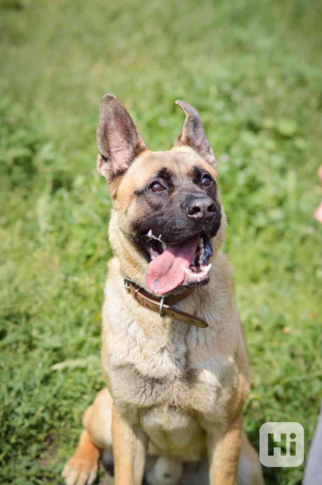 Sigi - x Belgický ovčák, aktivní hodný kluk, cca 1 rok - foto 1