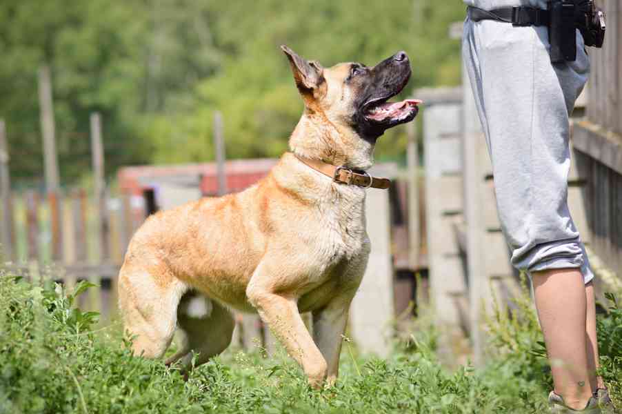 Sigi - x Belgický ovčák, aktivní hodný kluk, cca 1 rok - foto 4
