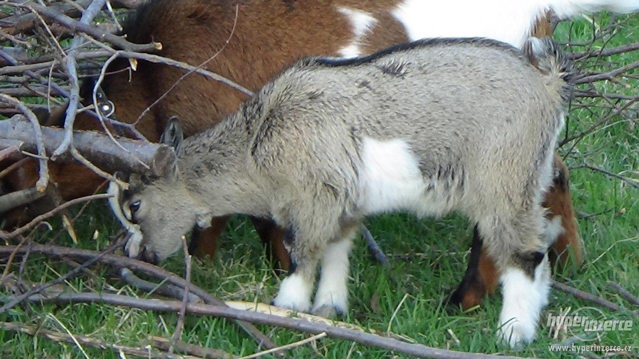 Holandská zakrslá koza - foto 1