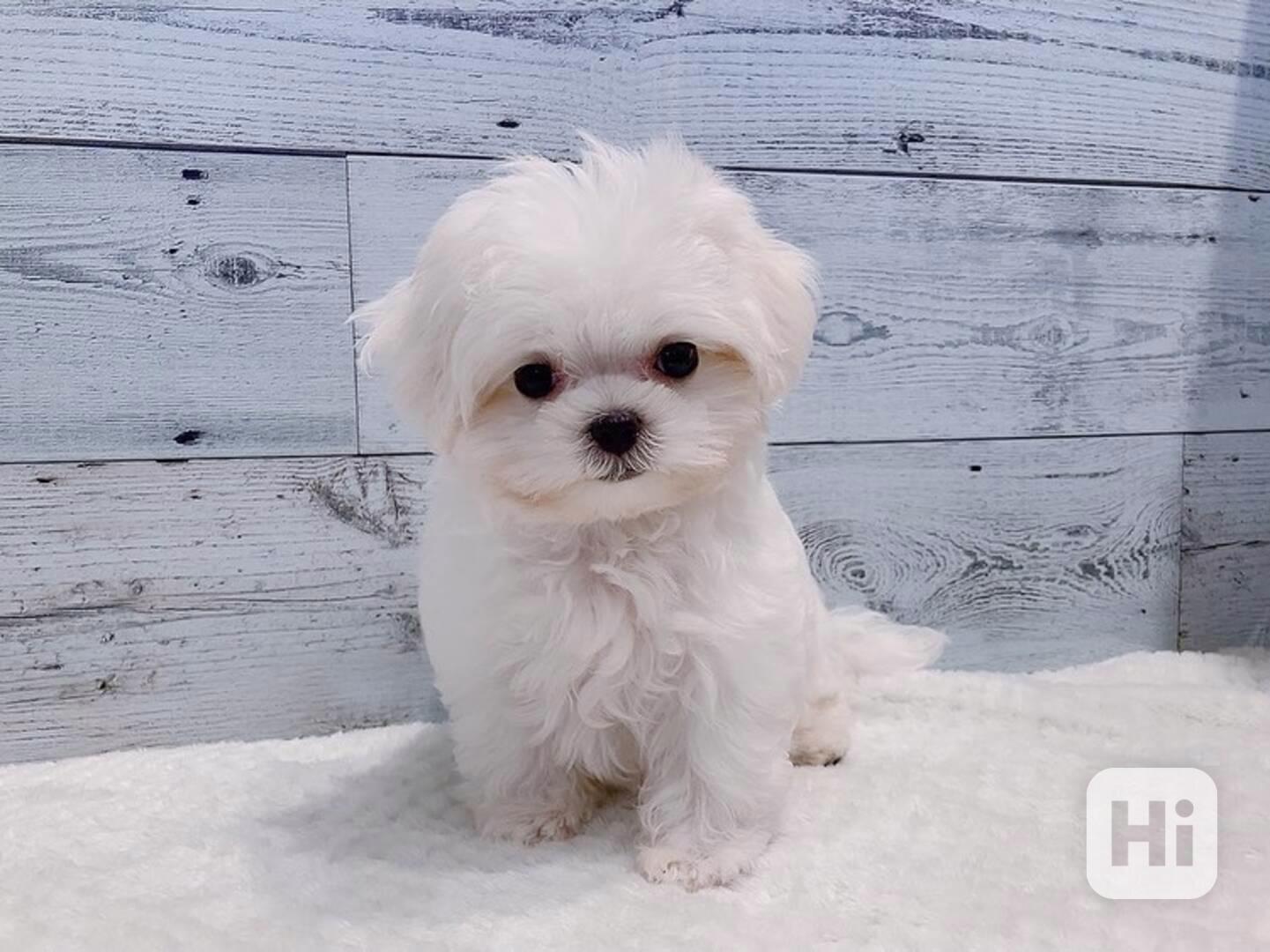 Štěně maltézského ovčáka k adopci - foto 1