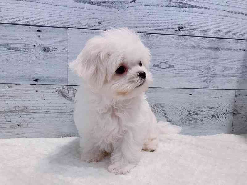 Štěně maltézského ovčáka k adopci - foto 2