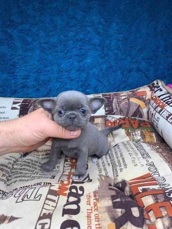 Štěňata čivavy - foto 2