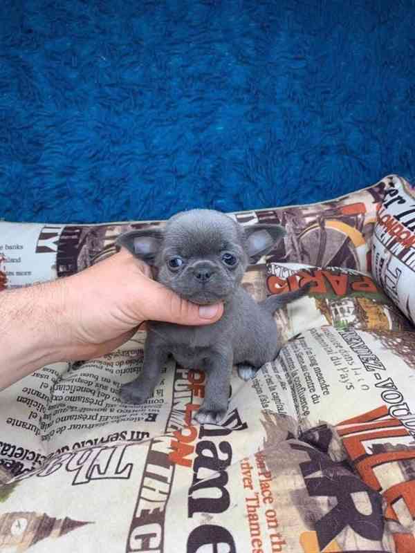 Štěňata čivavy - foto 1