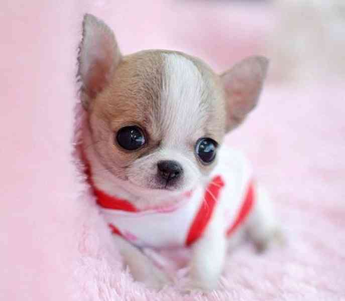 Rozkošná štěňata čivavy – drobná postava, obrovská osobnost  - foto 4