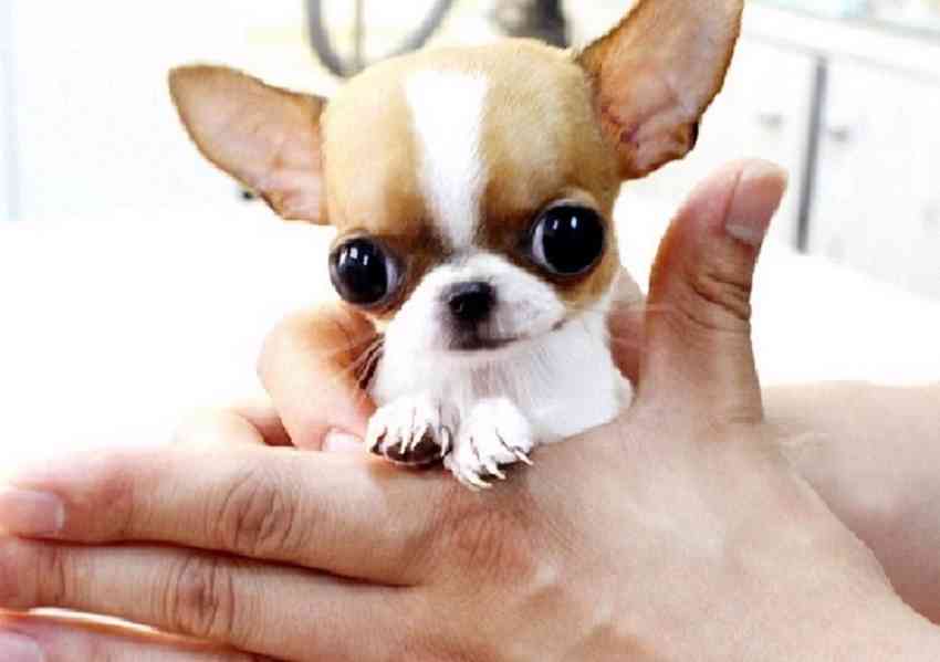 Rozkošná štěňata čivavy – drobná postava, obrovská osobnost  - foto 3