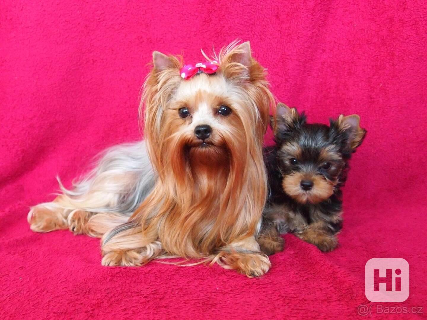 Štěňata yorkshirského kita k adopci zdarma - foto 1