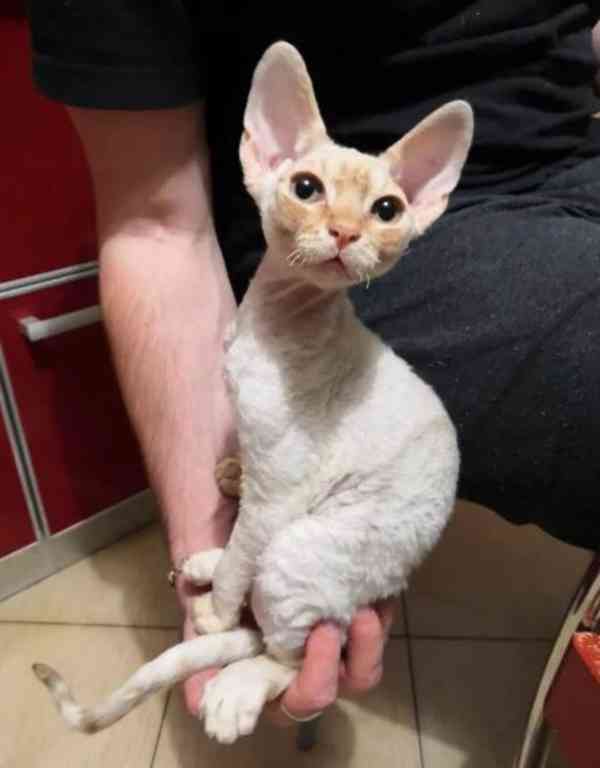kotě devon rex - foto 2