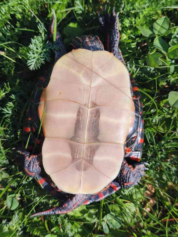 Želva Chrysemys picta marginata - foto 7