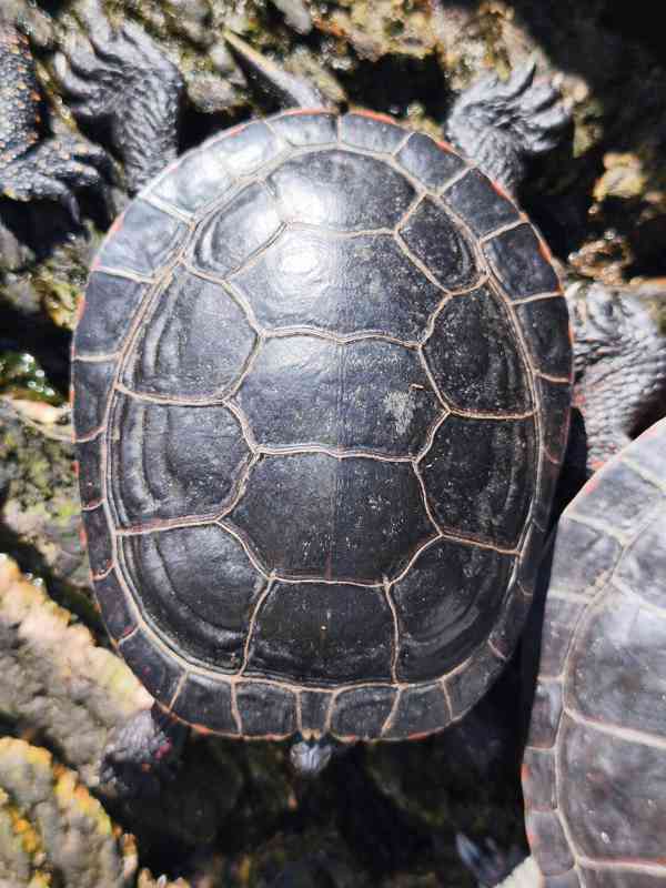 Želva Chrysemys picta marginata - foto 2