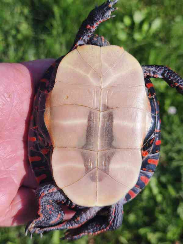 Želva Chrysemys picta marginata - foto 6