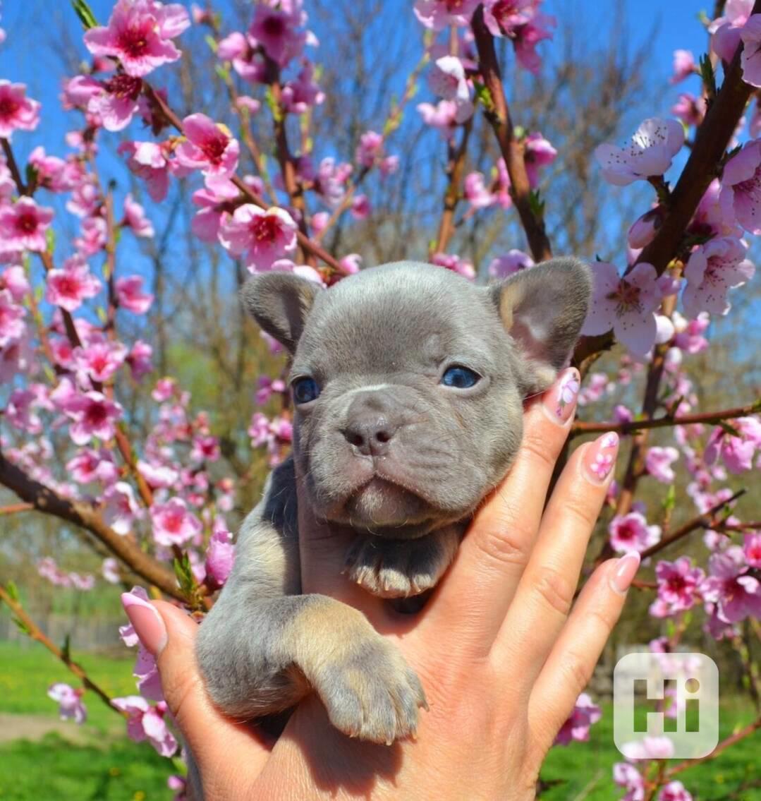 Rozkošní francouzští buldočci k adopci - foto 1