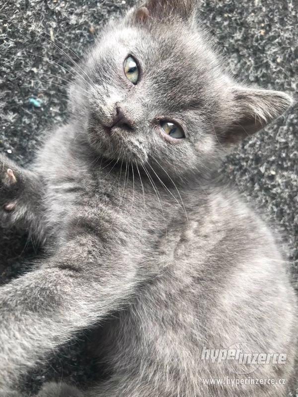 Britské modré koťátka - foto 6