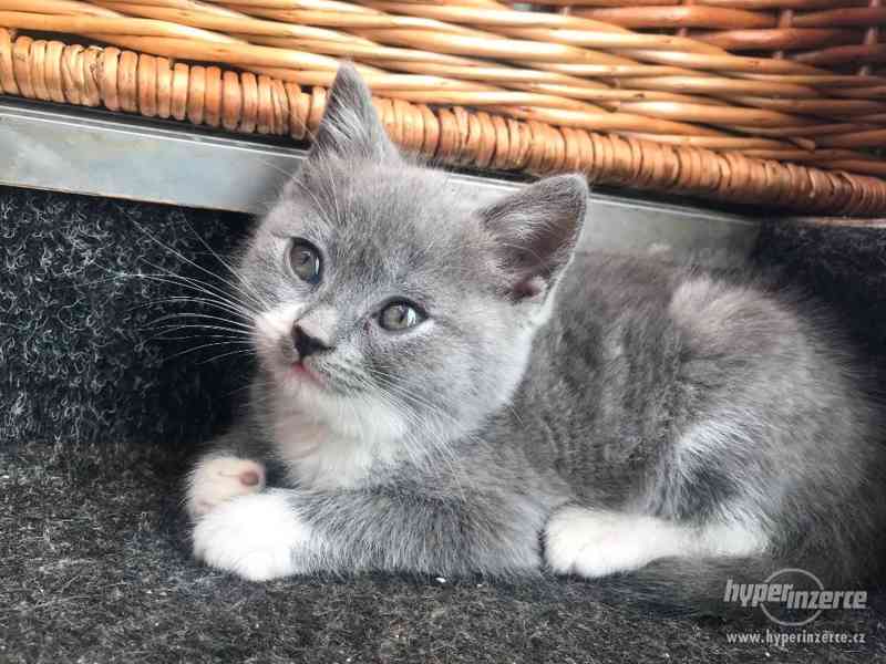 Britské modré koťátka - foto 7