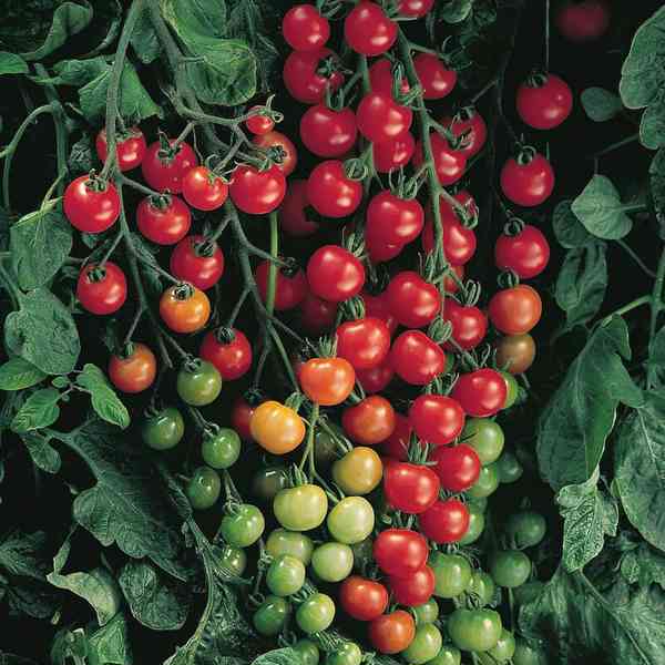 semena rajče Charmant F1 - foto 1