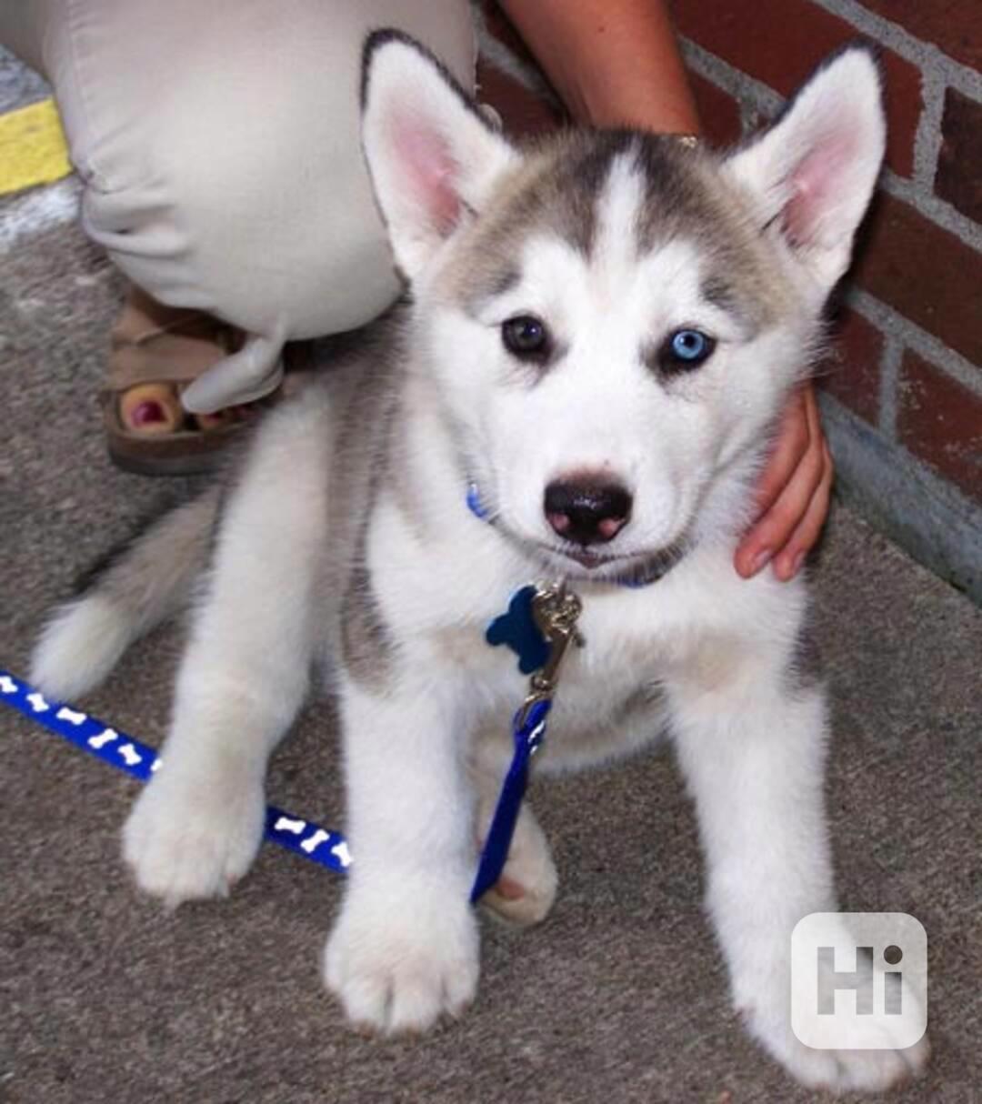 Sibiřští husky štěňata sPP - foto 1