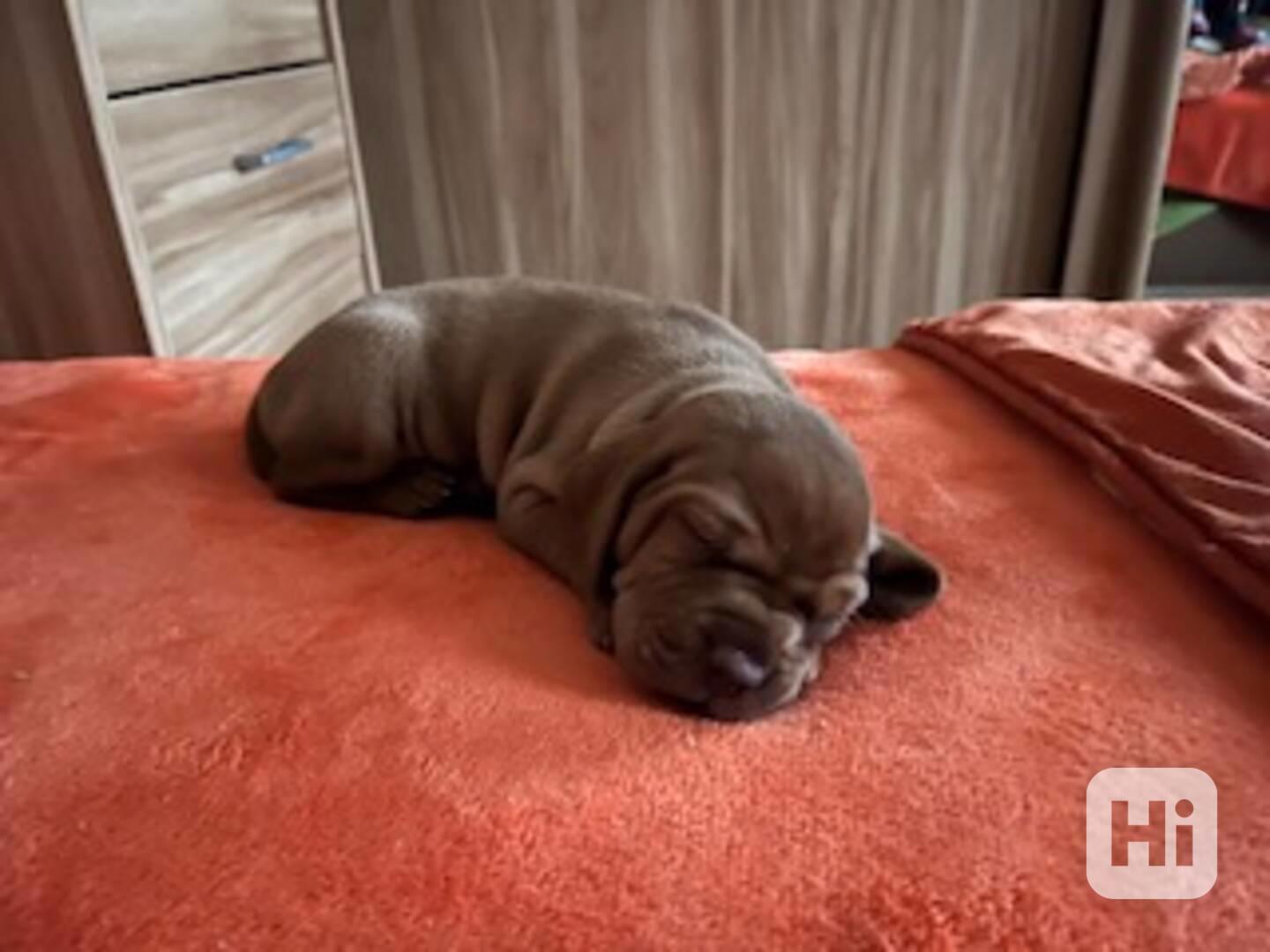 Štěnata MOK s PP - foto 1