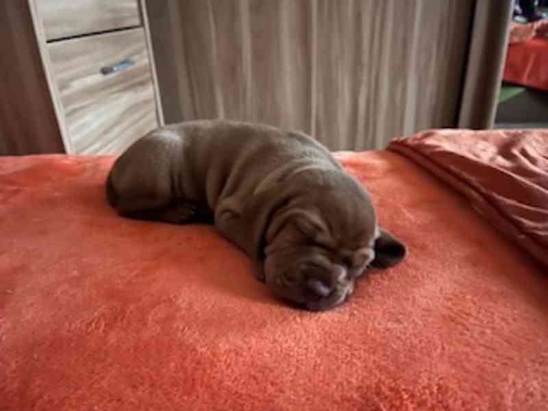 Štěnata MOK s PP - foto 1