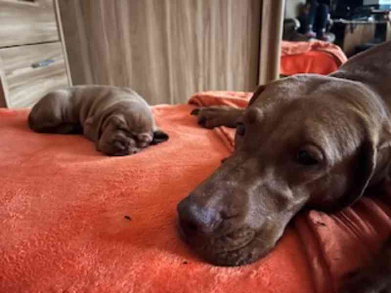 Štěnata MOK s PP - foto 3