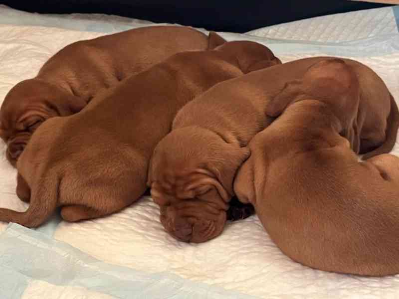 Štěnata MOK s PP - foto 2