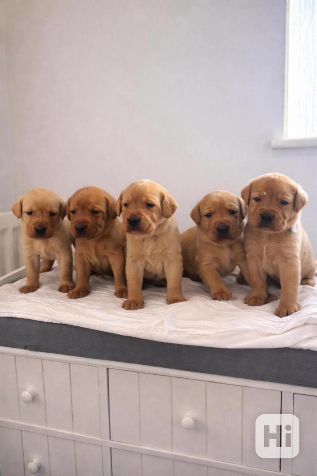Labradorský retriever bez PP - foto 1