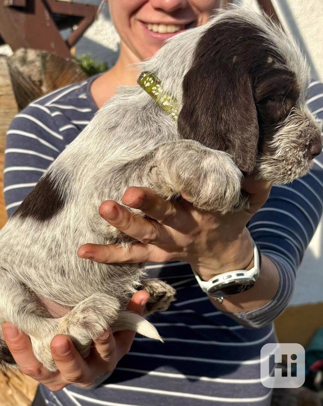 Italský spinone - foto 1