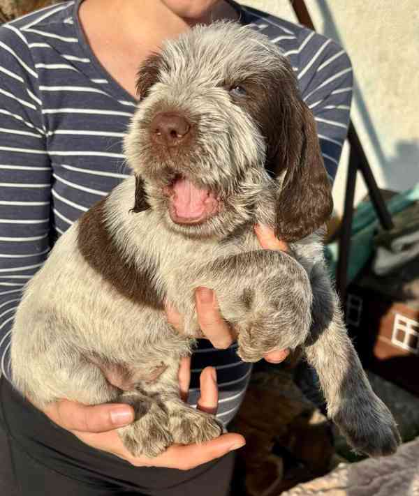 Italský spinone - foto 2