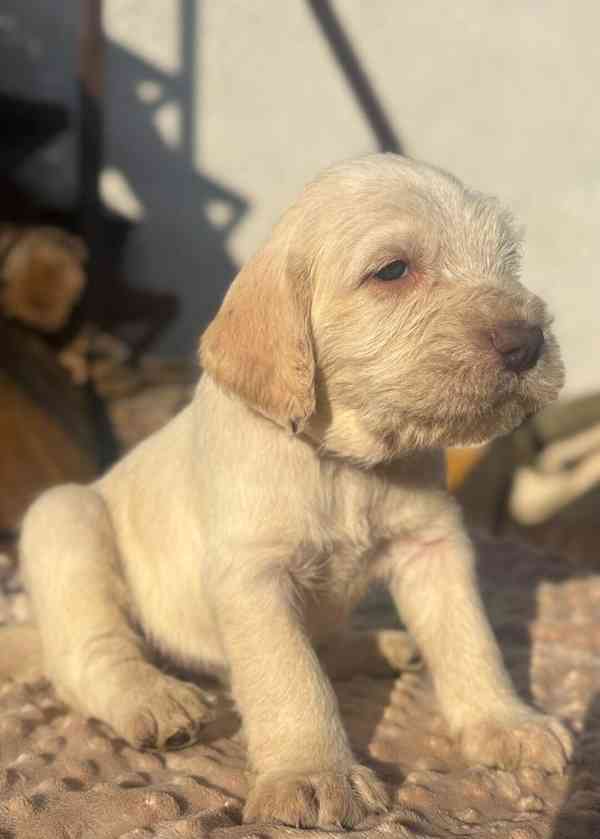 Italský spinone - foto 4