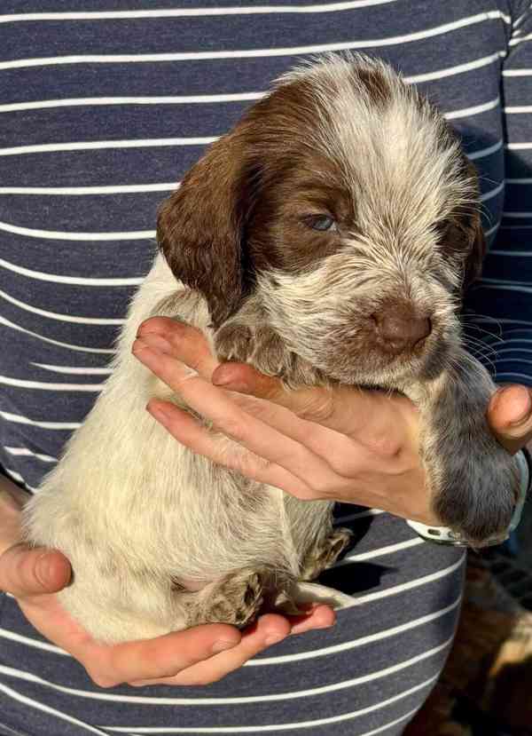 Italský spinone - foto 3