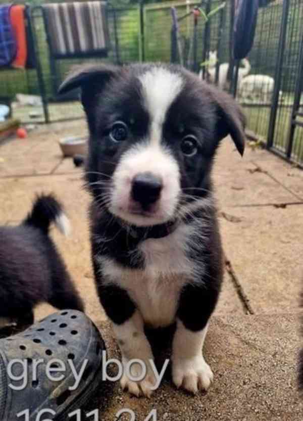 Prodám štěňata Blue / B&W KC Reg Border Collie. - foto 3