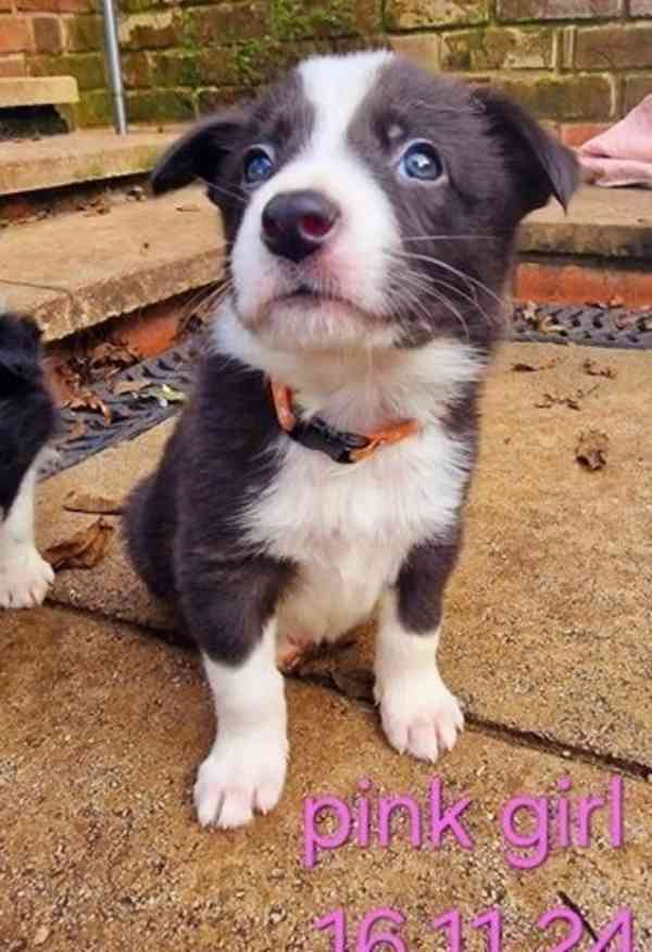 Prodám štěňata Blue / B&W KC Reg Border Collie. - foto 5