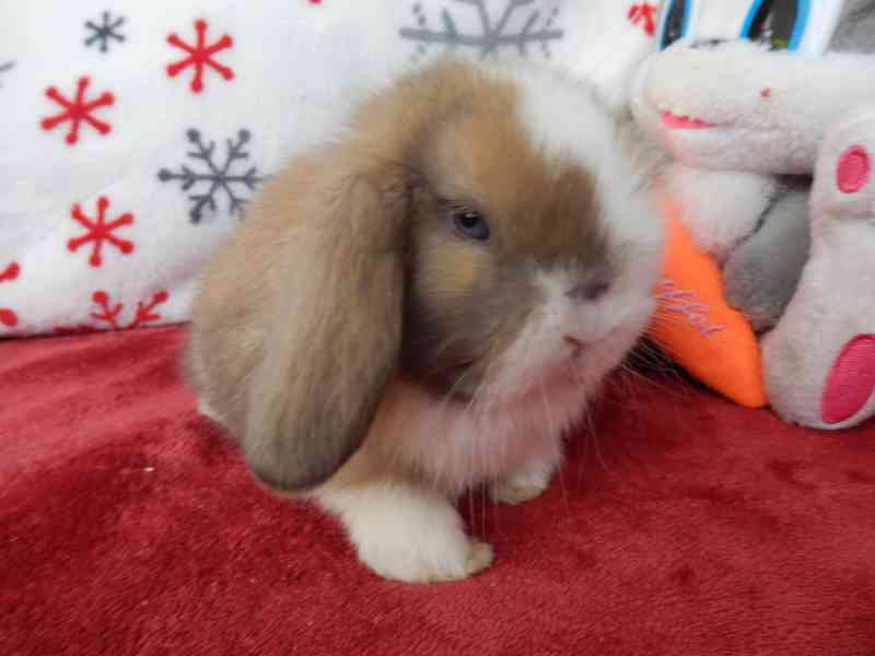 KRÁLÍČCI -luxusní miminka po import rodičích akorát k odběru - foto 10