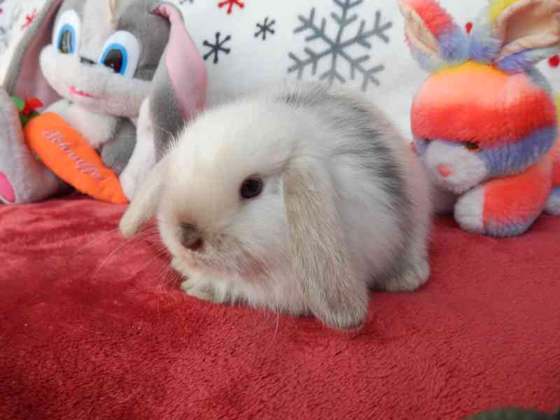 KRÁLÍČCI -luxusní miminka po import rodičích akorát k odběru - foto 3