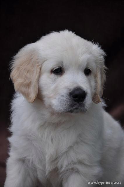 Štěně - zlatý retrívr s PP Brno - foto 1
