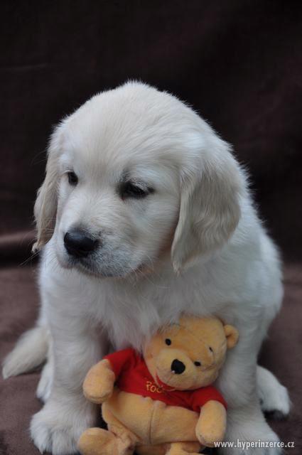 Štěně - zlatý retrívr s PP Brno - foto 2