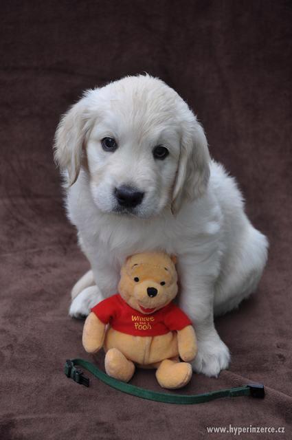 Štěně - zlatý retrívr s PP Brno - foto 3
