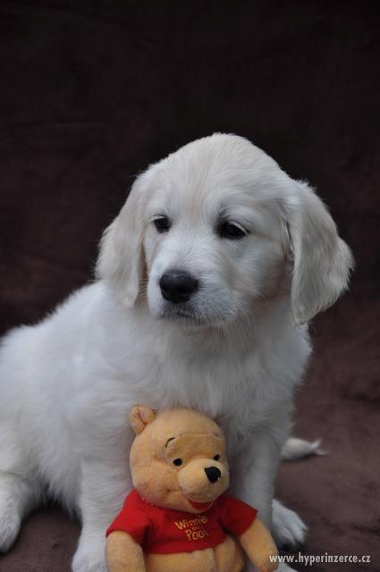 Štěně - zlatý retrívr s PP Brno - foto 5