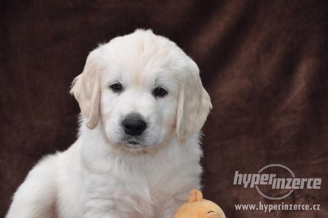 Štěně - zlatý retrívr s PP Brno - foto 6