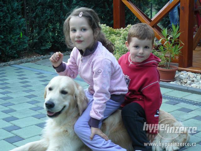 Štěně - zlatý retrívr s PP Brno - foto 9