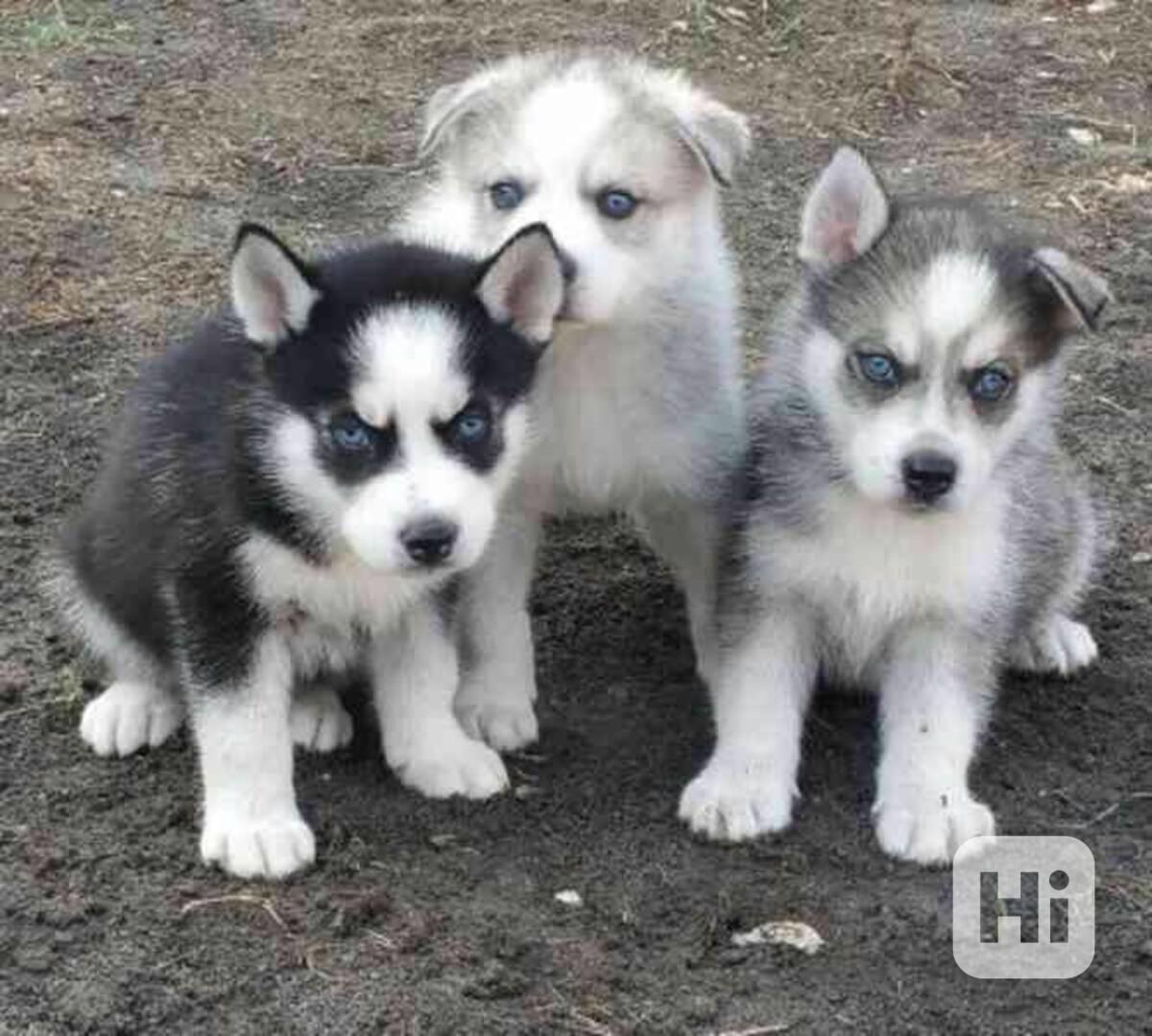Krásná štěňata sibiřského huskyho k adopci - foto 1