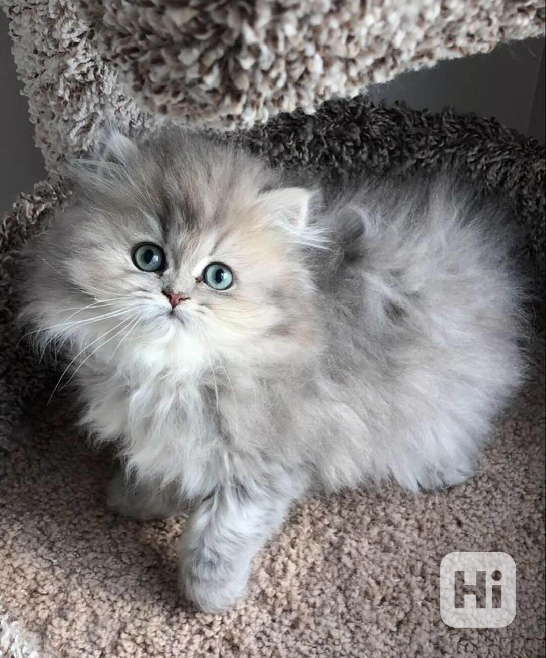 Naprosto krásná perská koťátka - foto 1