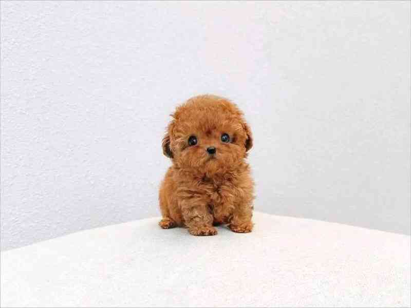 Poodle - foto 1