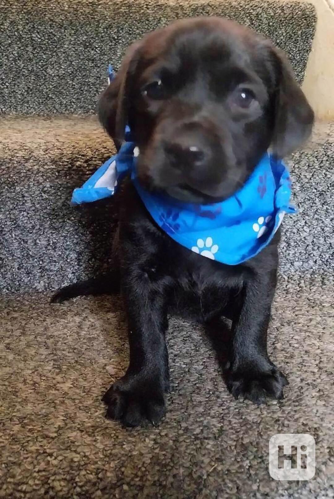 krásná Labradorský retrívr - foto 1