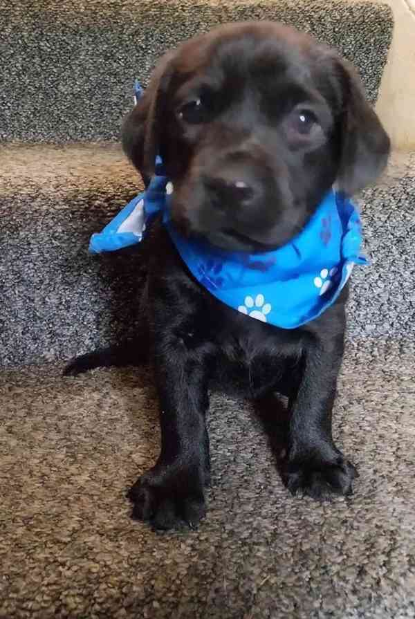 krásná Labradorský retrívr - foto 1